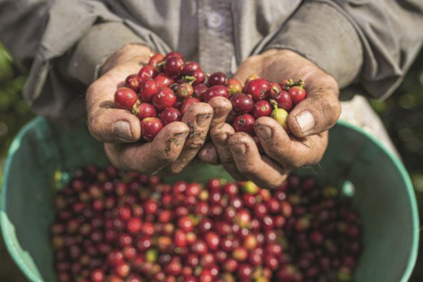 Los lotes serán evaluados por un panel de catadores nacionales e internacionales expertos en la calidad del café.
