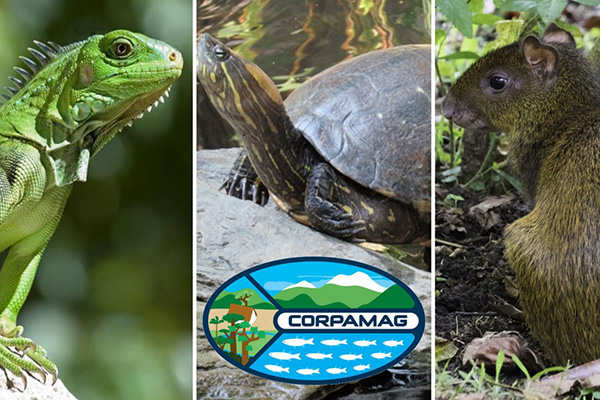 La hicotea, la iguana y otros animales silvestres, corren el riesgo de ser cazados para su consumo ilegal en la temporada de cuaresma y semana santa. Foto Corpamag.