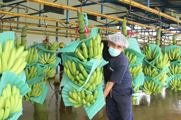Trabajador de la empresa bananera Asbama, recogiendo una cosecha de banano. Foto referencia