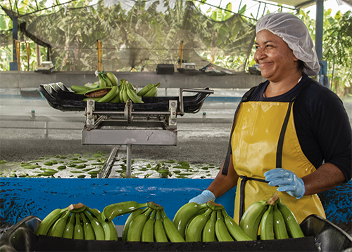 Trabajadora de la empresa bananera Asbama, recogiendo una cosecha de banano. Foto archivo