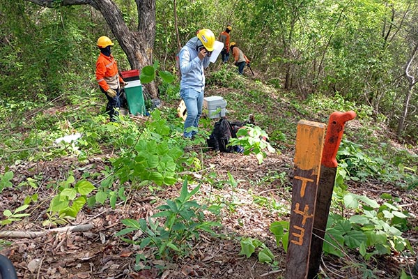 Jornada de tala de árboles en el bosque seco tropical de Bonda por parte del Grupo Energía Bogotá. 