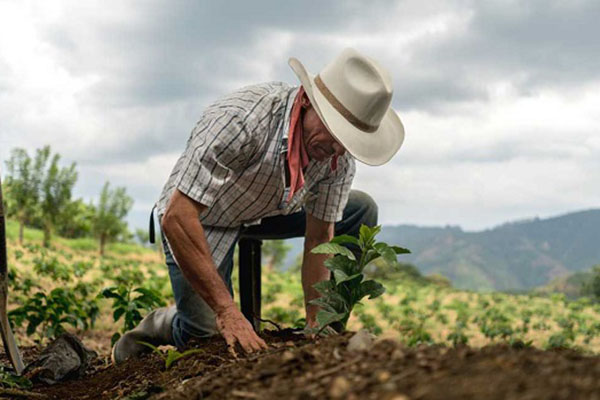 Campesino sembrando una planta en un campo de la región. Foto referencia