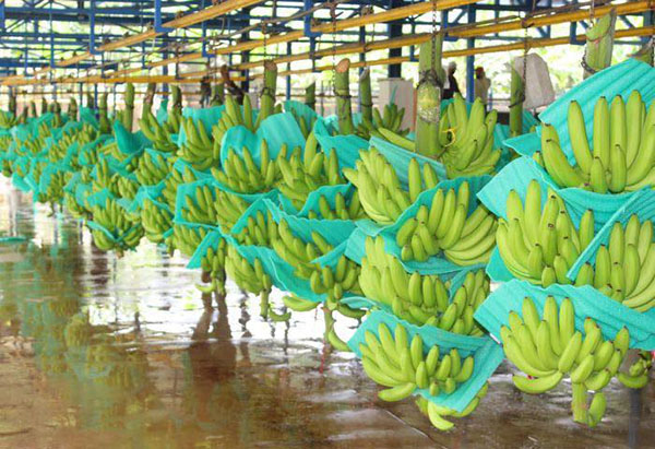 Cosecha de bananos lista para exportación; puede verse afectada su distribución por los bloqueos.