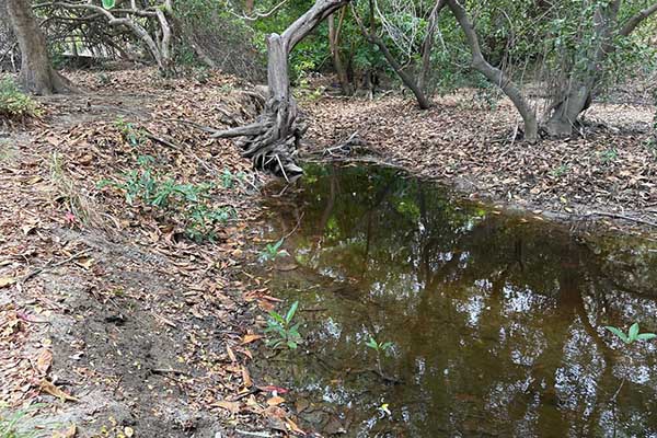 Es de no creer que, en esos espacios de manglar tan reducidos, se hallan encontrado 14 especies de árboles, 4 de las cuales fueron de mangle, negro, blanco, zaragoza y rojo; 16 individuos de fauna mamífera, como el murciélago lengüetón, el frutero y el frugívoro, al igual que zarigüellas, ardillas y hasta un mapache cangrejero. En la gráfica, manglar Playa Dormida.