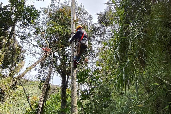 Funcionario de Corpamag en el proceso de instalación de nidos para la Lora Serrana.
