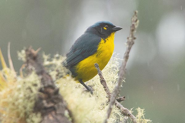 Una de las especies endémicas registradas por el equipo fue la Anisognathus melanogenys o tángara de Santa Marta. Una de las especies endémicas registradas por el equipo fue la Anisognathus melanogenys o tángara de Santa Marta.