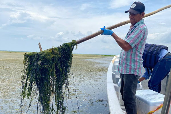 Pescadores de la zona, recorrieron la Ciénaga Grande en compañía de funcionarios de Corpamag para detectar los sitios donde más se concentra la Hidrylla. Foto Corpamag