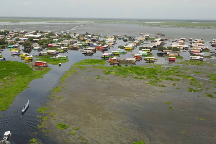 la Ciénaga Grande de Santa Marta enfrenta la proliferación de la Hydrilla verticillata una de las especies vegetales invasoras más agresivas del mundo, originaria del sudeste asiático. Foto cortesía equipo de comunicaciones de la diputada Linda Luz Cabarcas Suárez.