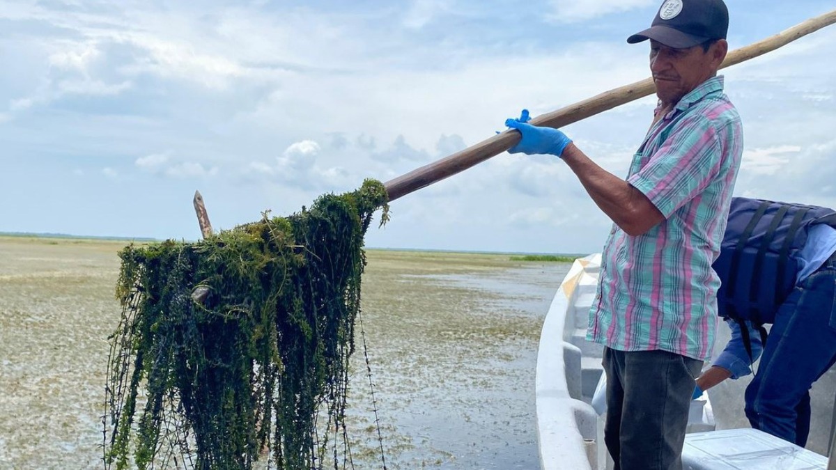 Pescador removiendo la especie invasora. Linda Luz Cabarcas Suárez
