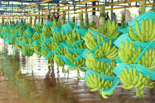 Cosecha de bananos lista para exportación; puede verse afectada su distribución por los bloqueos. Foto Asbama