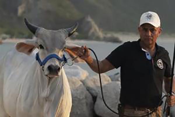Este recorrido culminará en Santa Marta con una gran subasta de ganados y un conversatorio de talla internacional. Foto Fedegán 