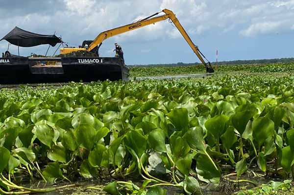 La entidad desarrolla una prueba piloto con maquinaria para remover la Hydrilla, especie que amenaza el equilibrio ecológico de la Ciénaga Grande de Santa Marta.