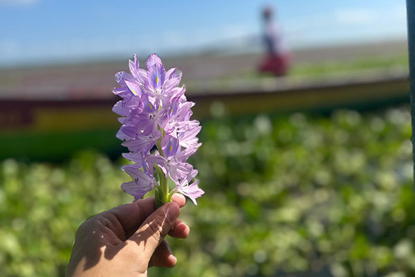 Flor de la Taruya (Eichhornia crassipes), otra de las plantas invasoras en la Ciénaga Grande. Foto suministrada por líderes comunitarios de Nueva Venecia Flor de la Taruya (Eichhornia crassipes), otra de las plantas invasoras en la Ciénaga Grande. Foto suministrada por líderes comunitarios de Nueva Venecia