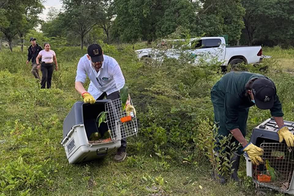 Funcionario de Corpamag realizando una jornada de liberación de aves y tortugas terrestres. Foto Corpamag 