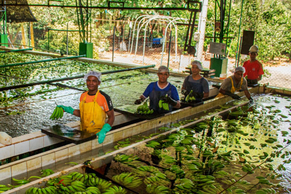 Trabajadores de una bananera lavando bananos tipo exportación después de recolectar la cosecha. Foto Asbama 