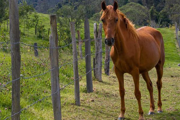 Uno de los caballos tratados por el ICA por encefalitis equina. Foto ICA 