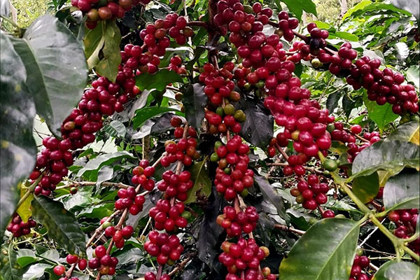 Cultivo de café en la Sierra Nevada listo para recoger la cosecha. Foto Comité de Cafeteros del Magdalena
