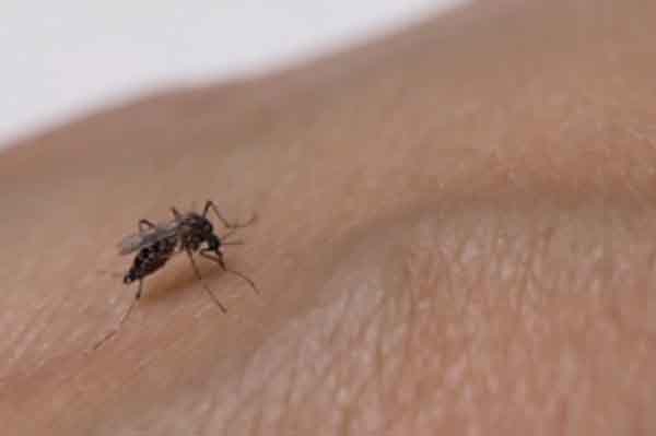 El virus es transmitido a través de la picadura de mosquitos infectados. Foto MinSalud
