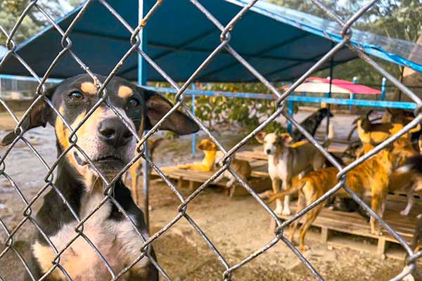 El refugio atiende a 140 animales, entre perros y gatos, que dependen de estas ayudas para su nutrición diaria. Foto Alcaldía El refugio atiende a 140 animales, entre perros y gatos, que dependen de estas ayudas para su nutrición diaria. Foto Alcaldía