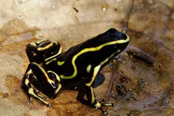 La Alma Mater se ha destacado como referente en la investigación de especies herpetológicas como las ranas arlequines. La Alma Mater se ha destacado como referente en la investigación de especies herpetológicas como las ranas arlequines.
