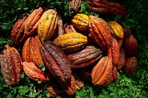 Cosecha de Cacao de la Sierra Nevada en temporada decembrina. Foto Fedecacao
