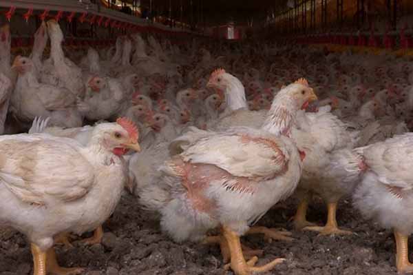 El llamado preventivo busca reducir los riesgos de propagación y proteger tanto la salud de la población como la sanidad animal. Foto ICA 