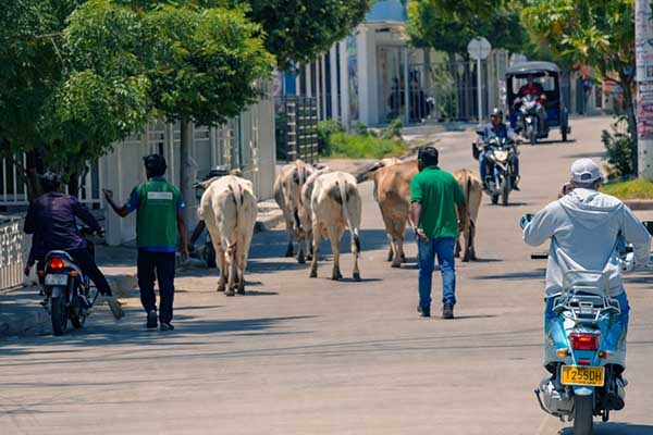 Ganado siendo transportado por las calles del municipio de Plato, Magdalena. Foto Alcaldía de Plato 