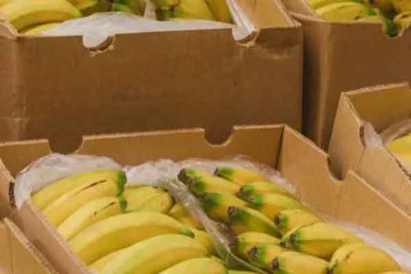 El crecimiento del sector agropecuario fortalece la presencia de Colombia en los mercados internacionales y dinamiza la economía rural. Foto: Exportaciones en febrero. / Foto: MinAgricultura.