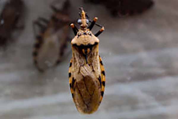 El transmisor se conoce como ‘bicho besador’ y en Colombia como ‘el pito’, éste se infecta cuando ingiere la sangre de un animal o humano infectado y lo transmite con su picadura. Foto Minsalud