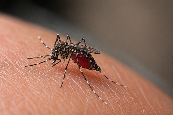 Mosquito transmisor del dengue al momento de alimentarse, principal vector de la enfermedad en regiones tropicales. Foto generada con IA