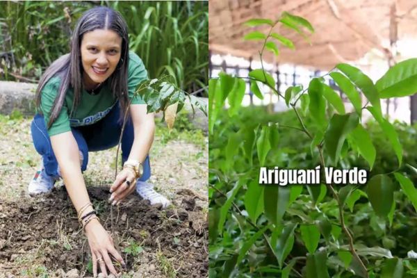 Liderada por la alcaldesa María Paola Álvarez, la campaña ‘Ariguaní Verde’ avanza con jornadas de siembra de bálsamo para fortalecer la conservación ambiental en el municipio. Foto: Alcaldía de Ariguaní