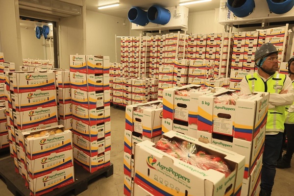 La primera exportación de pimentones colombianos hacia Estados Unidos partió hoy desde el Puerto de Santa Marta, consolidando nuevas oportunidades para el agro nacional y el comercio exterior. Foto derechos reservados EL INFORMADOR 