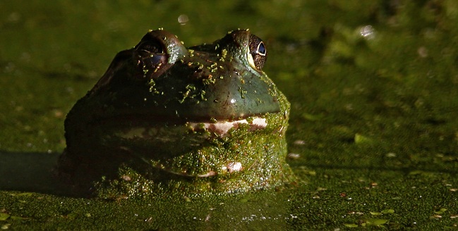 Una rana toro (Lithobates catesbeianus) sale a la superficie en un estanque.