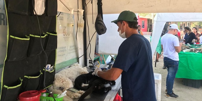El proyecto que inició por segunda vez  el 29 de noviembre de 2019, en el cual se llegaron a esterilizar a 2.335 animales, se le suma el de este año con 1.665 intervenciones, dejando un saldo total de 4.000 entre perros y gatos operados.