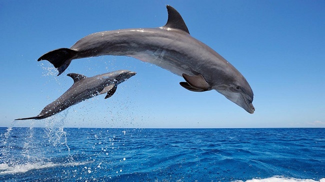 Samarios disfrutan de la presencia de delfines en el mar de El Rodadero. foto referencia.