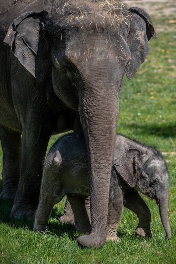 Las elefantas manda, cuidan y protegen a la manada, que es una gran familia llena de tías, abuelas, hermanas y primas.EFE.