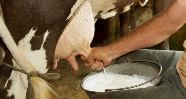 Los insumos como granos y balanceados, es decir, concentrados que sirven de alimento para las vacas lecheras cuya materia prima es el maíz, son importados. 
