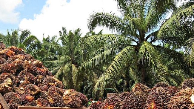 Gobierno, Fedepalma y empresas del sector agropecuario aúnan esfuerzos para ayudar a los palmicultores del Magdalena.