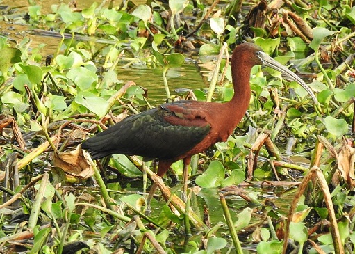 'Plegadis falcinellus' o Ibis pico de hoz. Foto: Hernán Perlaza