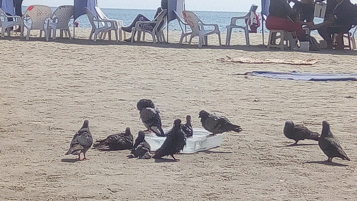Algunas palomas se beben el agua del recipiente, mientras que otras prefieren zambullirse.
