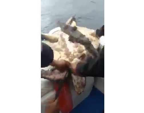 Captura de video
