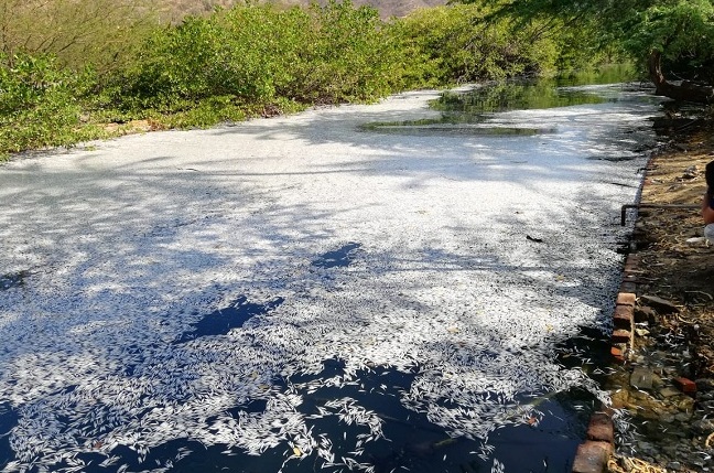 Tragedia ambiental por muerte masiva de peces. Foto: Edgar Fuentes/ EL INFORMADOR