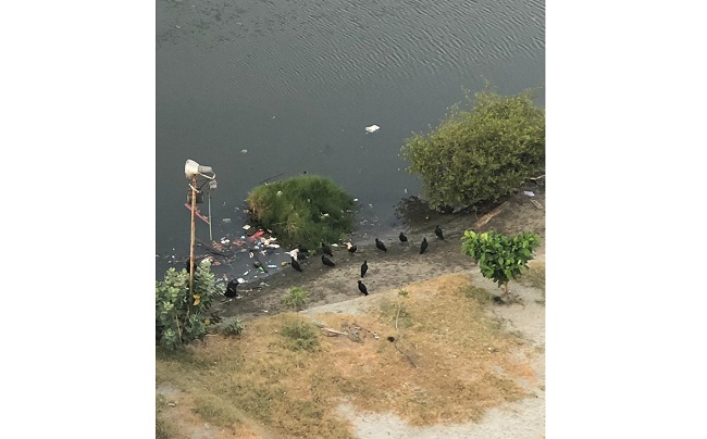Basuras y animales muertos acumulados en el río Manzanares