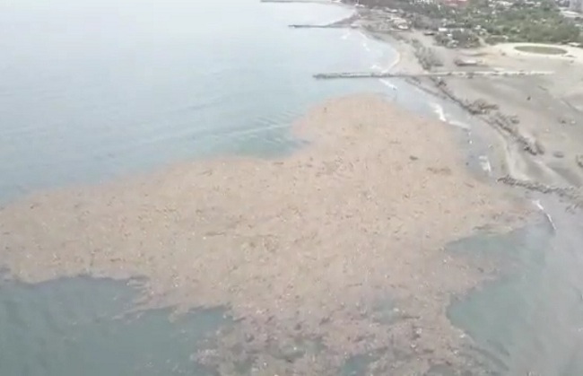 Captura de video
