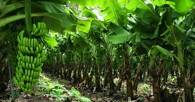 Resultado de imagen para hongo en zona bananera colombia