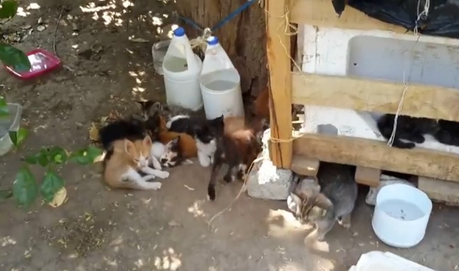 Gatos abandonados en el Polideportivo