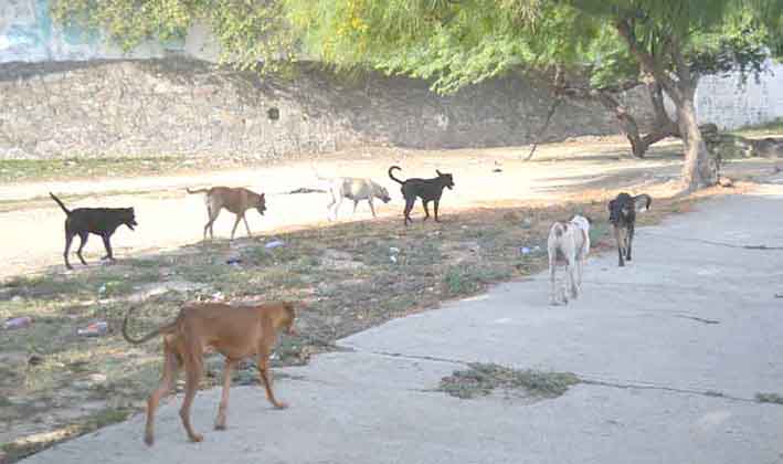 Animales alrededor del estadio Eduardo Santos. Foto: archivo