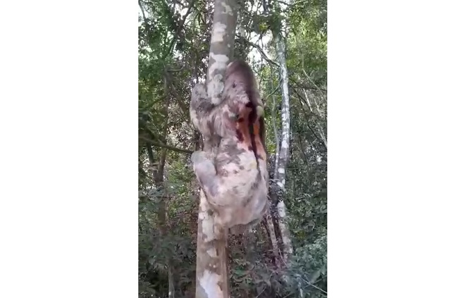 Captura de video