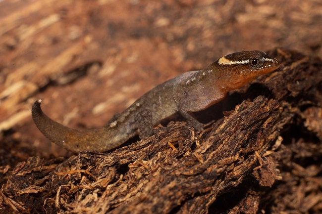 Lepidoblepharis miyatai, el lagarto más pequeño mundo. Foto Parques Nacionales.  