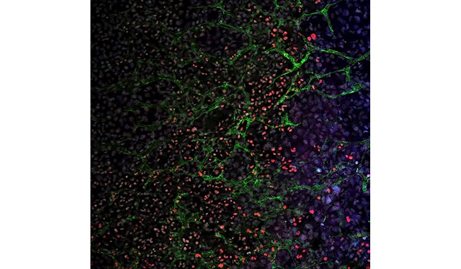 Vista de un cuerpo embrionario de ratón con múltiples tipos celulares (marcados en diferentes colores) generado en cultivo en células madre. 